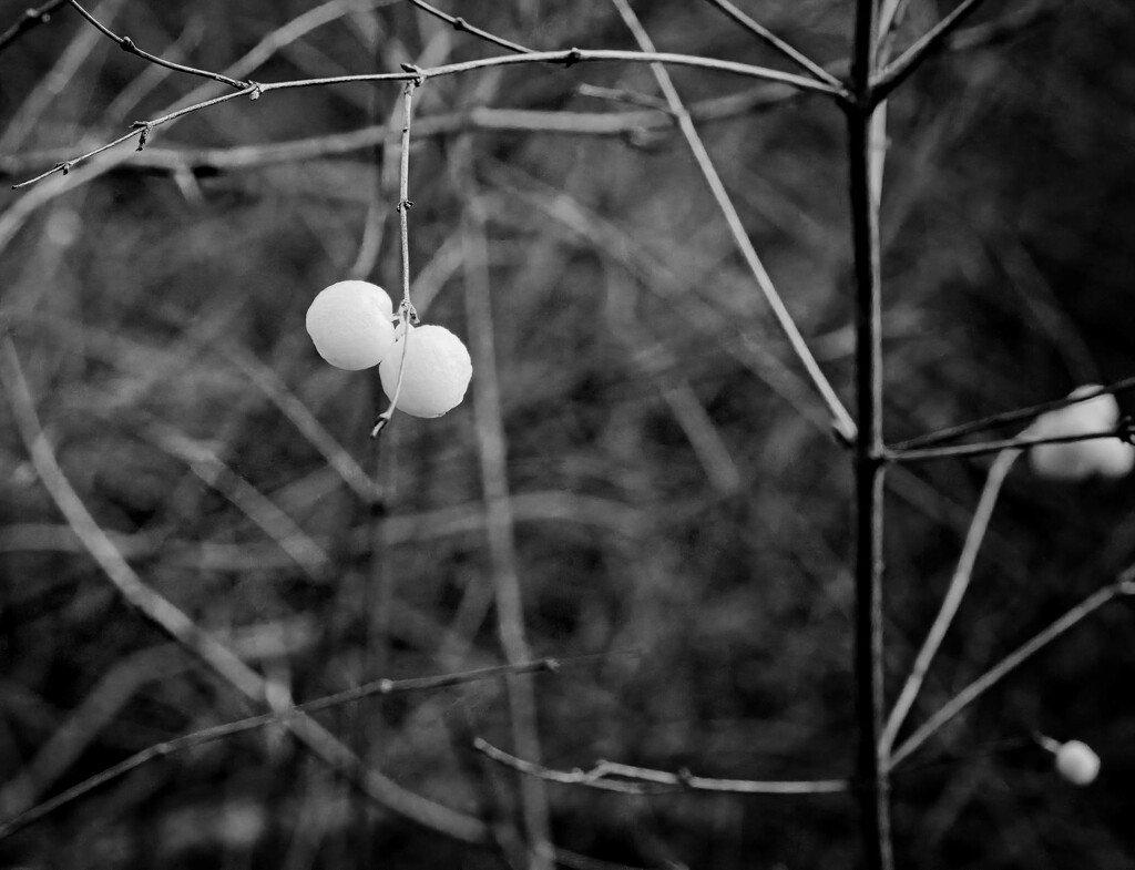 Snow berries by horter