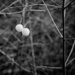 Snow berries by horter