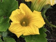 8th Jan 2024 - Courgette flower 