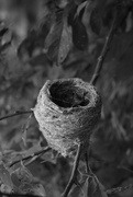 6th Jan 2024 - nest for lease