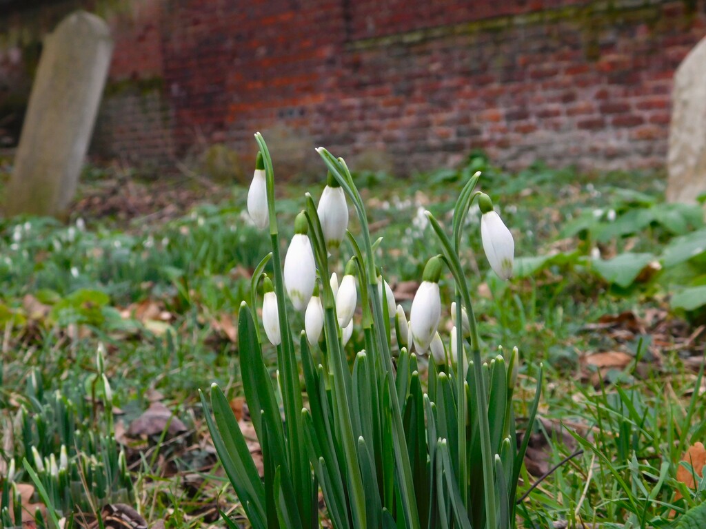 First Snowdrops of the year by 365anne