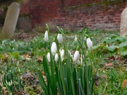 8th Jan 2024 - First Snowdrops of the year