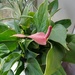 Anthurium  by 365projectorgjoworboys