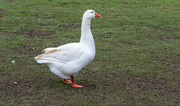 8th Jan 2024 - Greylag goose