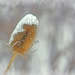 Snowy Teasel  by gardencat