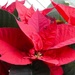 Poinsettia (2) by fishers