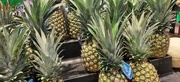 5th Jan 2024 - Pineapple