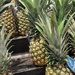 Pineapple by nealbork