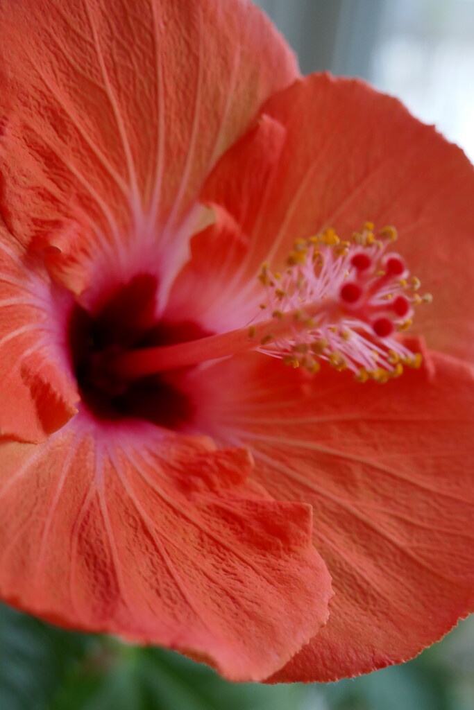 Hibiscus bloom by dolores