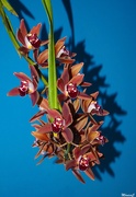 8th Jan 2024 - My cymbidium orchid