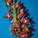 My cymbidium orchid by monicac
