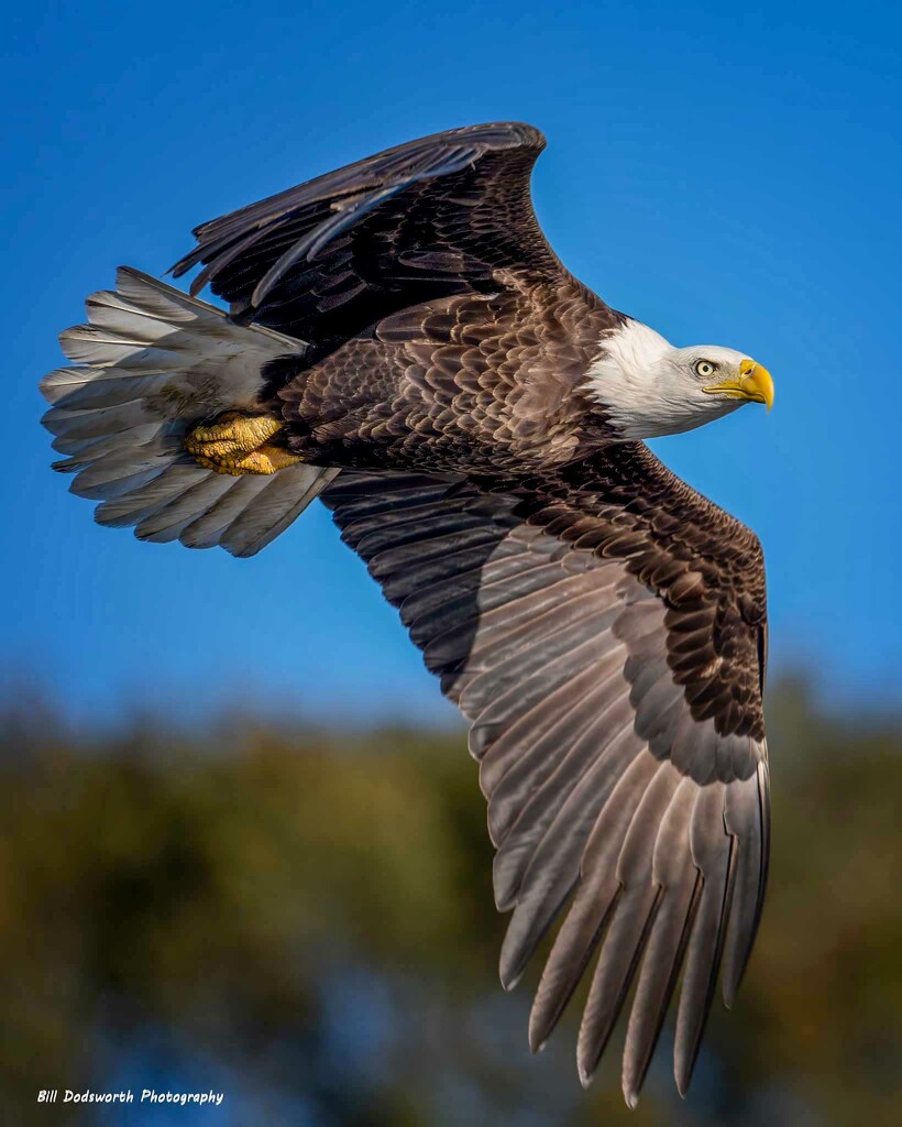 Bald Eagle by photographycrazy