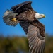 Bald Eagle by photographycrazy