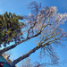 Frozen Car; Frozen Tree by valpetersen