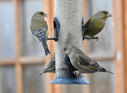 8th Jan 2024 - Greenfinches