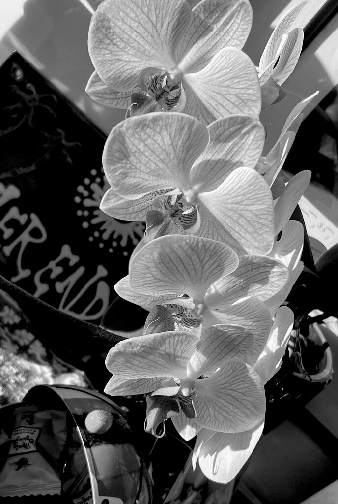 Orchids Galore  by rensala