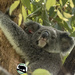 Mini May by koalagardens