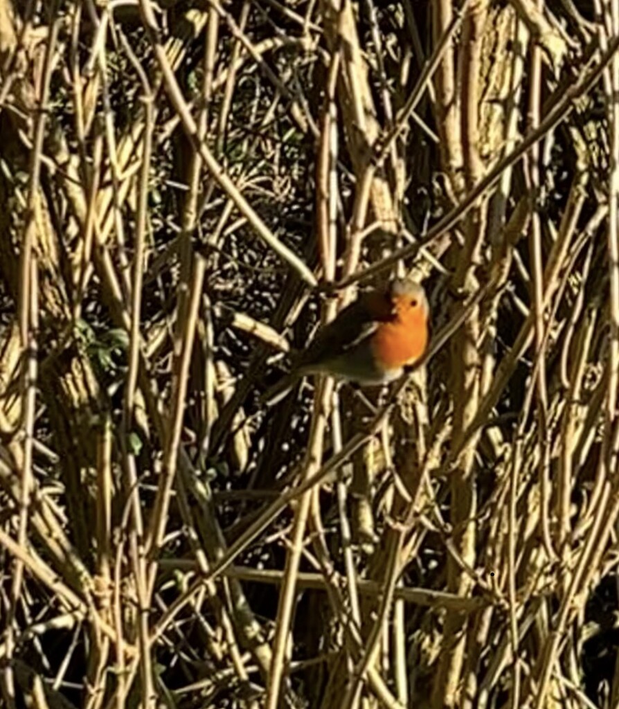 Robin red breast by 365_cal