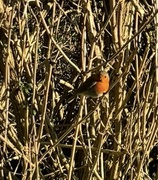 8th Jan 2024 - Robin red breast