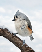 8th Jan 2024 - Tufted Titmouse
