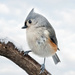 Tufted Titmouse by bobbic