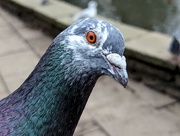 8th Jan 2024 - 8/366 - Portrait of a pigeon