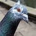8/366 - Portrait of a pigeon by isaacsnek