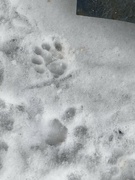 8th Jan 2024 - L Is for Little Paw Prints 