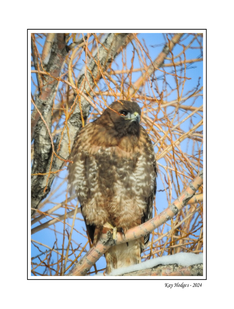 Red Tailed Hawk by kbird61