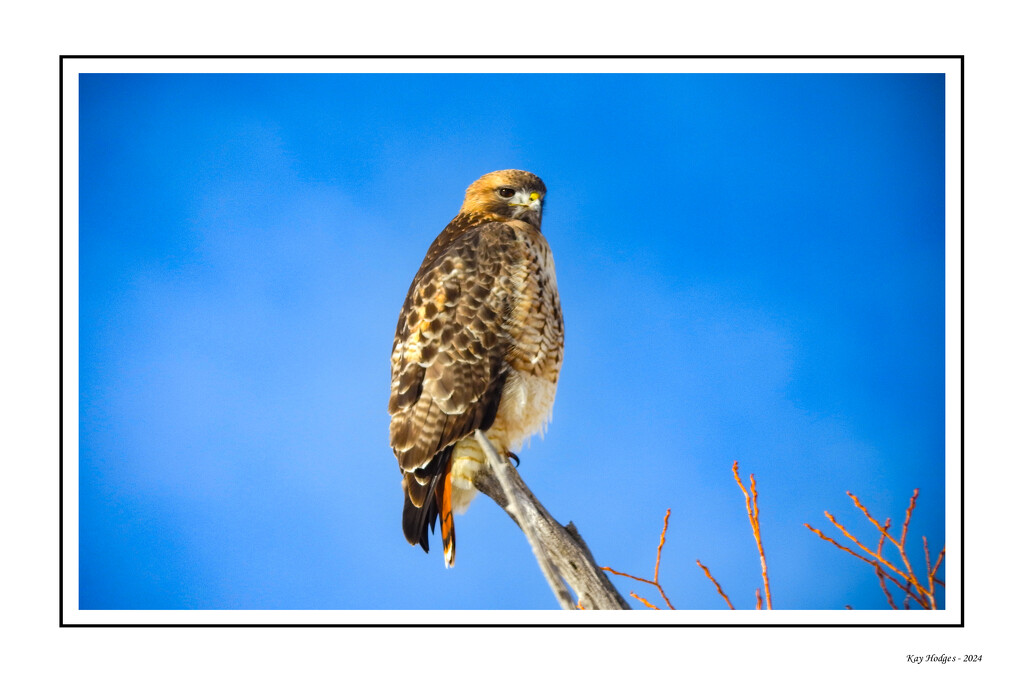 Beautiful Red-Hawk with a nice View by kbird61
