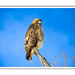 Beautiful Red-Hawk with a nice View by kbird61