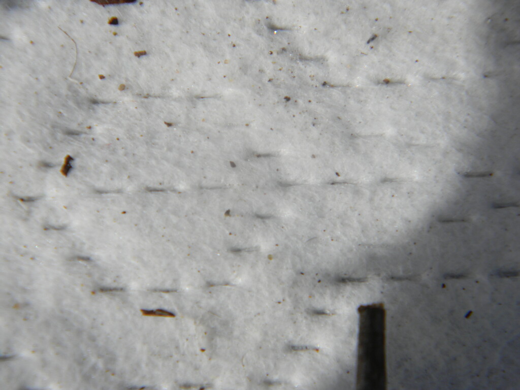 Footprints in Snow  by sfeldphotos