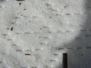 8th Jan 2024 - Footprints in Snow 