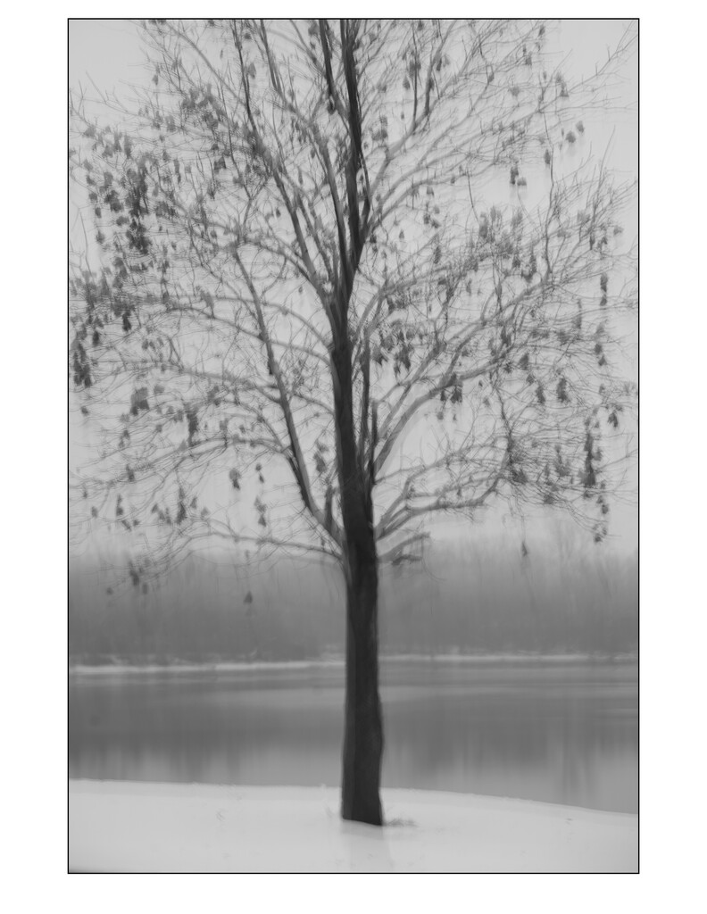 Reservoir  tree by phillipstamps