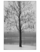 8th Jan 2024 - Reservoir  tree