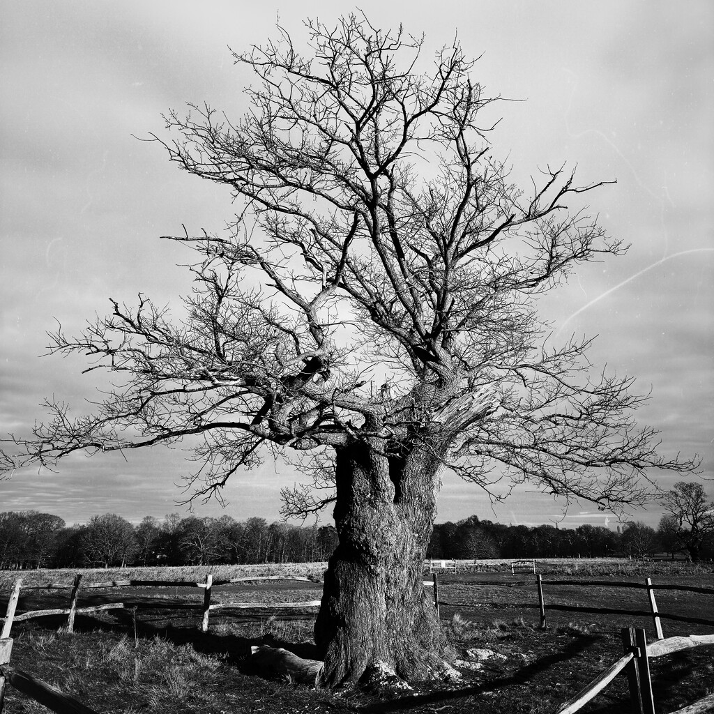 Richmond Tree by mr_jules