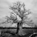 Richmond Tree by mr_jules