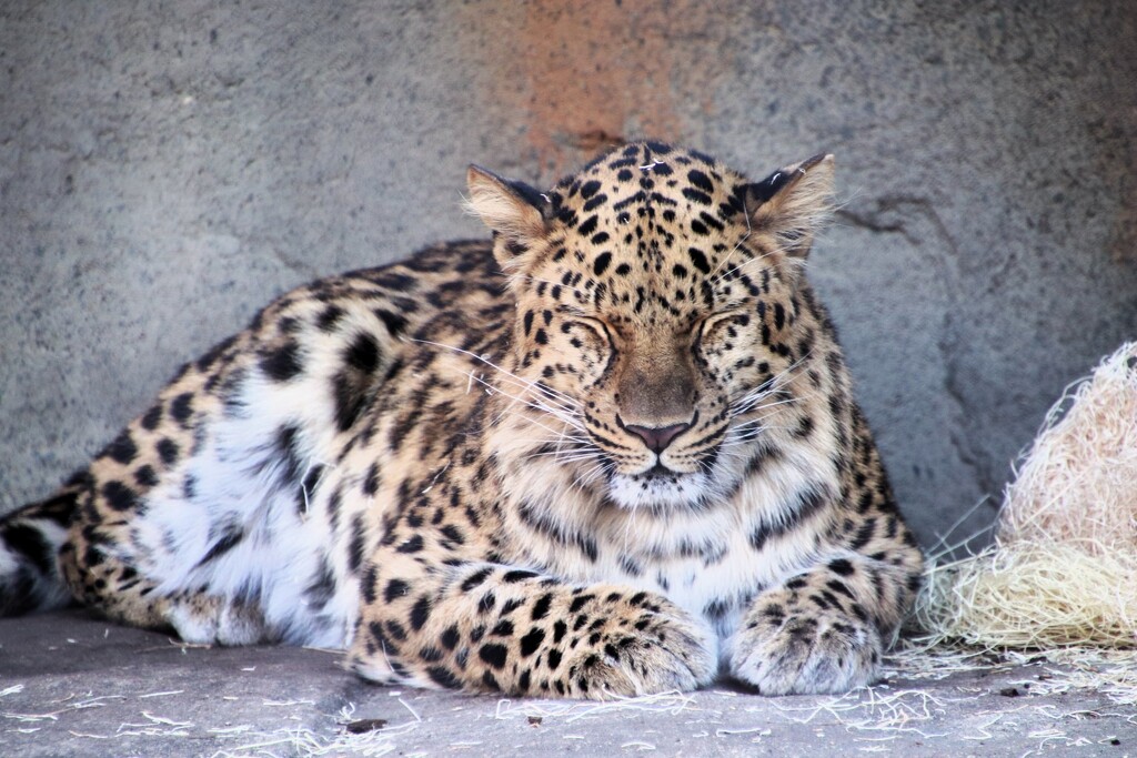 Sleeping Leopard by randy23