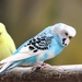 Blue Parakeet  by randy23