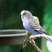 Bird On A Perch by randy23