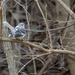 Leucistic Northern Mockingbird by cwbill
