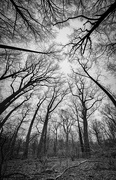 8th Jan 2024 - Forest vertical panorama