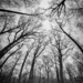 Forest vertical panorama by jnewbio