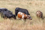 9th Jan 2024 - So much long grass to feewd from