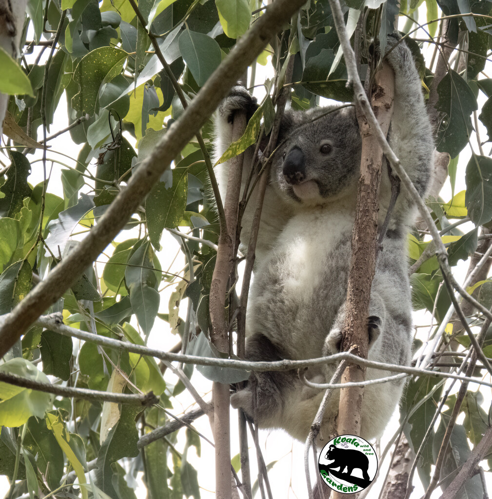 bye bye babies by koalagardens