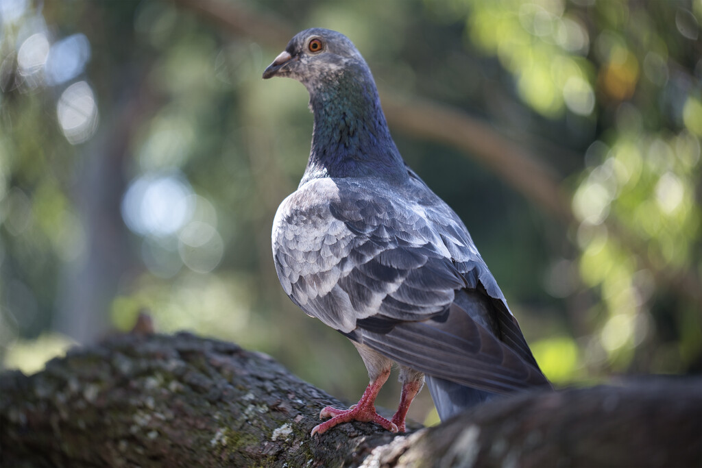 Domain Pigeon by dkbarnett