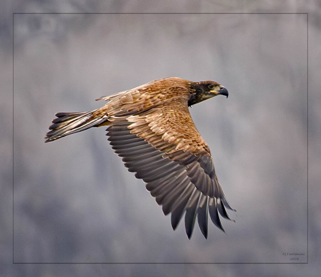 Golden Eagle 2 by bluemoon