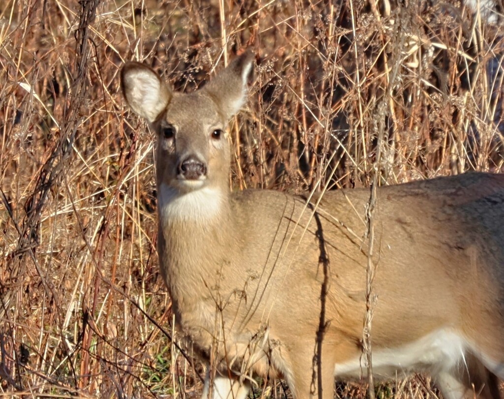 Oh Deer by lynnz
