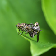 9th Jan 2024 - Garden Bug Count - 9