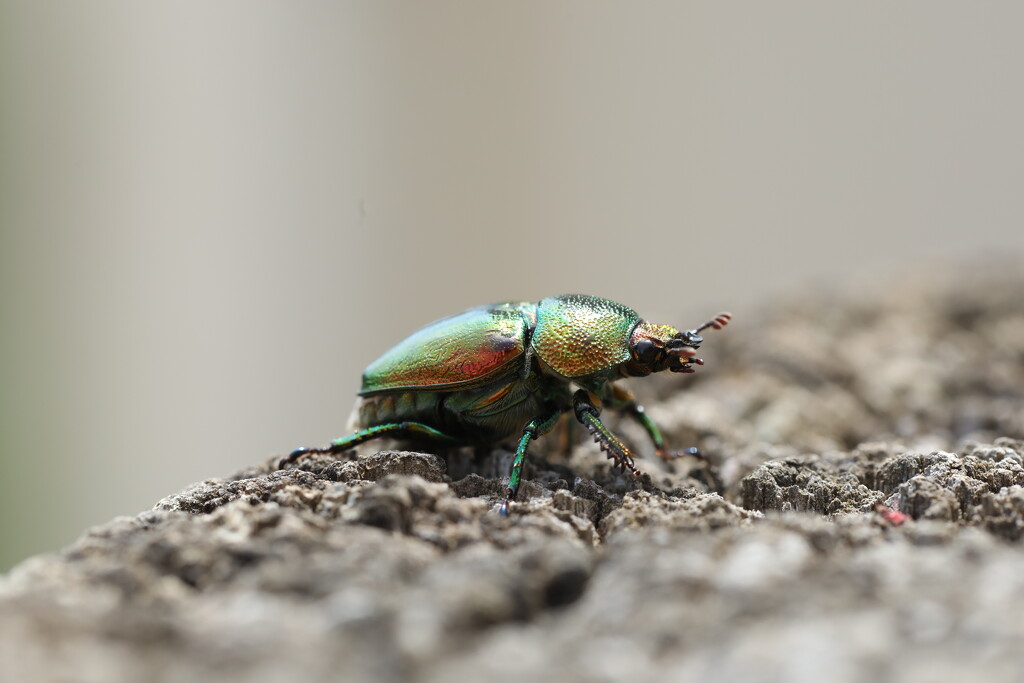 Christmas Beetle by wenbow